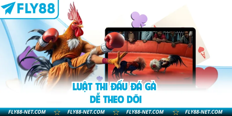 Luật thi đấu đá gà dễ theo dõi